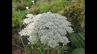 Lace Like Flowers Queen Annes Lace Sept 2021 [upl. by Witkin26]