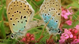 Beautiful Butterfly Moments  BBC Earth [upl. by Bernarr]