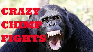 Chimpanzee Fighting at the Taipei Zoo [upl. by Siuluj]