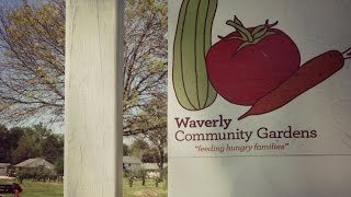 Waverly Community Sharing Gardens [upl. by Ynos]