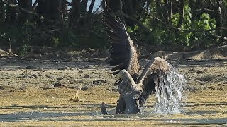 Seeadler schlägt Graugans 2 Eagle hunts Goose 2 [upl. by Llain]