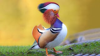 12 Most Beautiful Ducks in the World [upl. by Zed232]