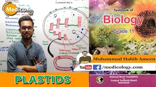 Plastids  Formation functions and Types  Structure of Chloroplast  Federal Board Biology [upl. by Odlanyar]