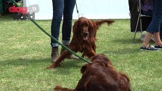 A Dog Show Guide for Beginners [upl. by Adnuhs]