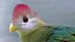 Redcrested Turaco  Exotic Birds [upl. by Jenn]