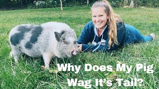 Pigs Pig Facts and Learning About Pigs for Kids [upl. by Ordnael647]