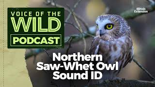 Episode 40 Northern SawWhet Owl – Voice of the Wild [upl. by Silloc326]