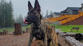 4 months old puppy KNPV shepherd Dutch Shepherd X Playing with 2 year old Pomeranian [upl. by Elohcim506]