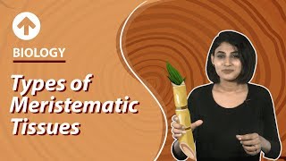 Types of Meristematic Tissues  Structural Organisation In Plants  Biology  Class 9 [upl. by Nikos]