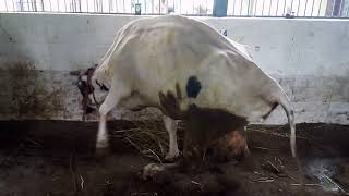 Tibial Nerve paralysisinjury in cattle [upl. by Card]