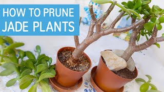 How To Prune Jade Plant  Pruning Crassula Ovata [upl. by Mehelhteb]