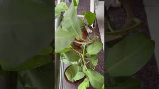 Philodendron erubescens  Blushing RedLeaf Philodendron nature nursery garden plants [upl. by Akinahs466]