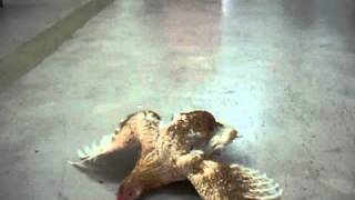 Mareks disease paralysis of freerange brown chicken [upl. by Irec57]