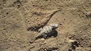 Horned lizard on Cleghorn road [upl. by Yreneh]