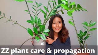 ZZ plant care and propagation  How to divide and repot ZZ Plant  propagate zamioculcas zamiifolia [upl. by Lipfert]