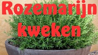 Rozemarijn kweken uit zaad [upl. by Damien810]