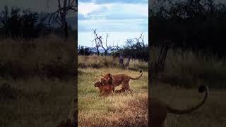 Lioness Playing With Her 3 Little Cubs Funny and Cute Animal Cub Videos [upl. by Kooima]