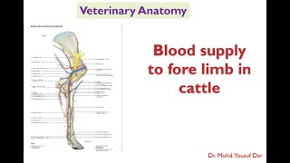 blood suppy to forelimb in cattle  Veterinary antomy first year BVSc Pooshmati [upl. by Reinaldo615]