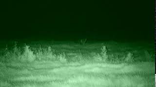 Fox  Bushnell Equinox Z2 night vision example video [upl. by Inoliel]