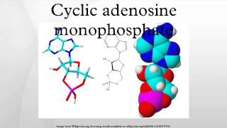 Cyclic adenosine monophosphate [upl. by Swane]