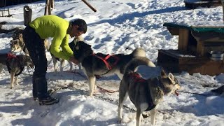 La vie dun musher et de ses chiens de traîneau dans le HautJura [upl. by Petronella]