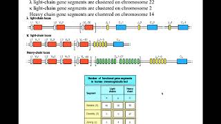 Immunogenetics part 3 [upl. by Jahdai]