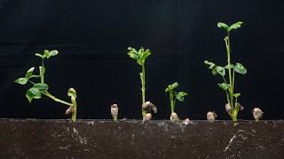 Growing Peanuts From Seed Timelapse  Day 1  Day 16 Soil cross section Planting peanut seedlings [upl. by Egidius352]