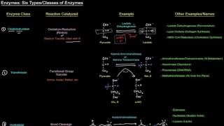 Enzymes Six Types  Classes of Enzymes free sample [upl. by Rabush816]