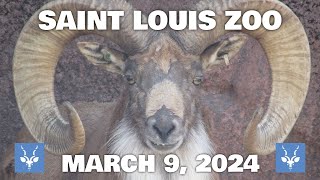 Saint Louis Zoo  March 9 2024 [upl. by Falito]