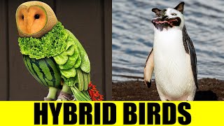 HYBRID BIRDS  Animals That Dont Exist [upl. by Anavas]