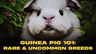 Guinea Pig 101 Rare and Uncommon Breeds [upl. by Harrington]