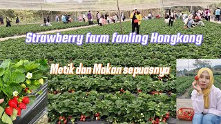 STRAWBERRY FARM FANLING HONGKONG [upl. by Rempe350]