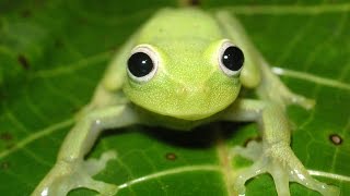 Frogs of Bolivia Diversity of calls and colours [upl. by Nylyrehc]