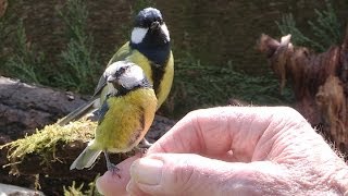 A Bird In The Hand  Hand feeding garden birds [upl. by Gawain]