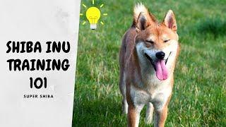 How to Train a Shiba Inu in 3 Simple Steps [upl. by Chelsy865]