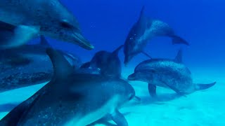 Dolphin Gang War  Ocean Giants  BBC Earth [upl. by Halvaard]