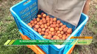 CIAT  ACHACHAIRÚ quotSELECTOquot GUSTA EN AUSTRALIA [upl. by Ahcrop]