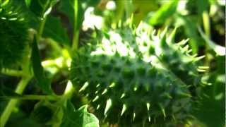 Jimson Weed Datura Stramonium  20121007 [upl. by Norbert]