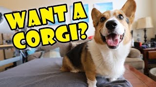 Want a Corgi Puppy Things to Know  Extra After College [upl. by Burk942]