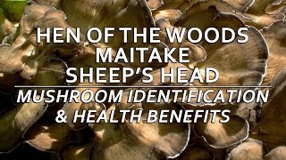 Hen Of The Woods Maitake Sheeps Head Mushroom Identification amp Health Benefits with Adam Haritan [upl. by Forward]