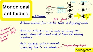 Monoclonal antibodies [upl. by Yzdnil82]