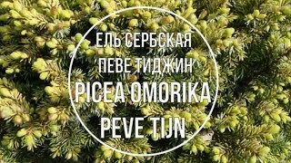 Ель сербская Певе Тиджин Picea omorika Peve Tijn Краткое описание сорта [upl. by Nathan]