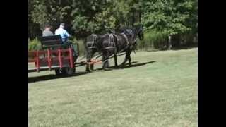 Percheron Draft Horses For Sale [upl. by Sul]