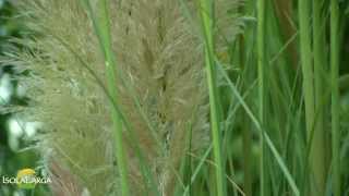 Cortaderia selloana pulizia primaverile [upl. by Hsiri]