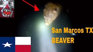 San Marcos River Beaver Encounter 🔦 [upl. by Olav]