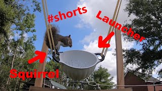 Squirrel Launching  Squirrel Catapult shorts [upl. by Tristan]