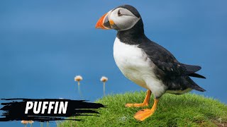 Witness the Playful Nature of Puffins in 1 minute [upl. by Gavrah]