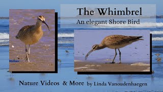 The Whimbrel An Elegant Shorebird [upl. by Eedyak]