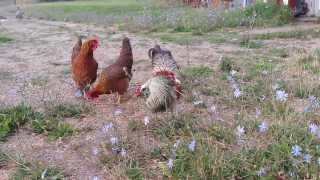 Shep the Ameraucana Rooster with Welsummer hens Judy and Phyllis [upl. by Ariaet]