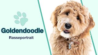 Goldendoodle im Rasseportrait  Spannende Kreuzung aus Pudel und Golden Retriever [upl. by Briney]